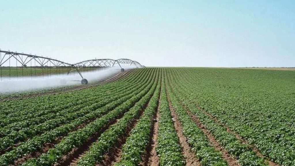 Rows of plants with large irrigation system