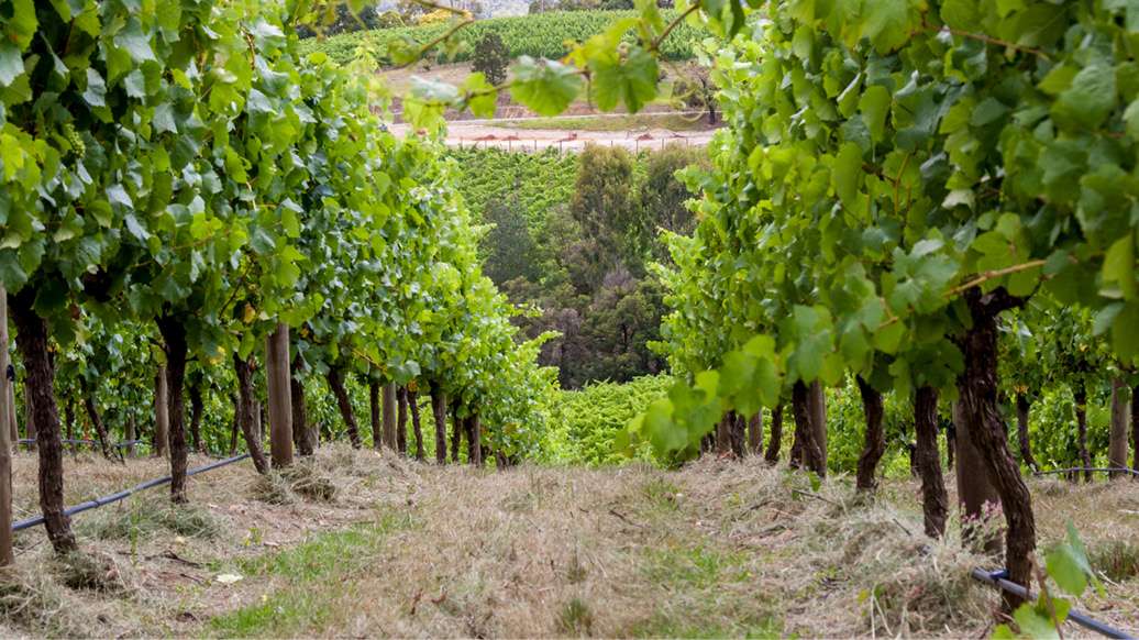 Barossa Valley