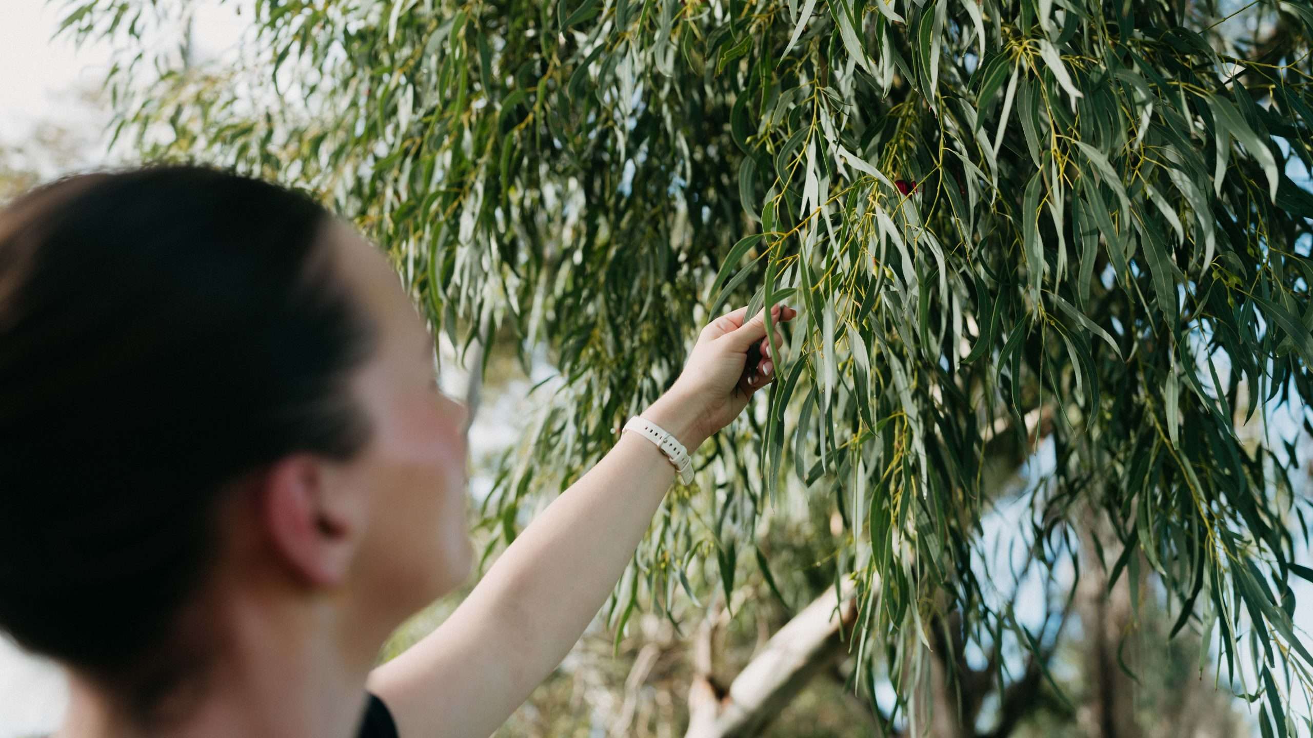 Arboriculture